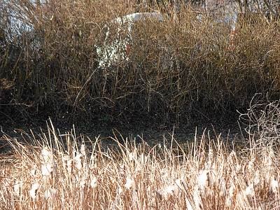 �⻳Ĵ���ӤǸ����Ѥʿ�ʪ