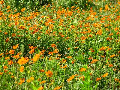 ��¢��ʬ������Υ����⥹��