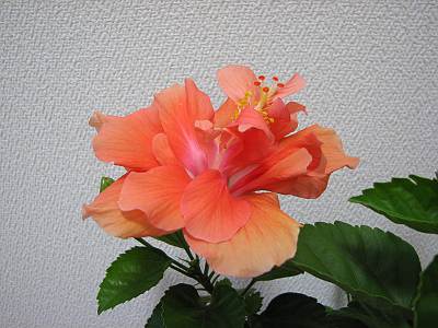 �ϥ��ӥ������β�