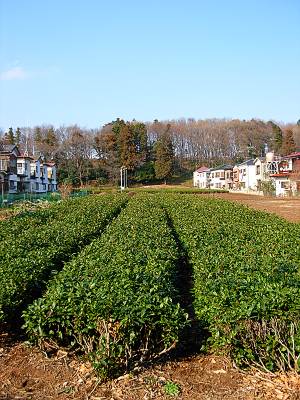 ���ߥ�ޤ������褤