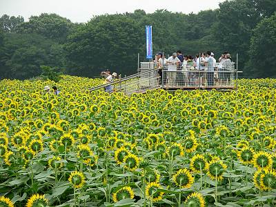 �����ԤΤҤޤ��Ȫ�ˤ�Ÿ˾�椢��