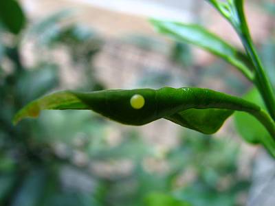 �����Ϥ���