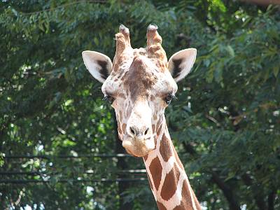 ��¼��ưʪ����Υ����