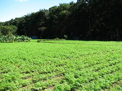 ����������㡼�ѡ������ܤ�����ͭ�ϤΥ˥󥸥�Ȫ