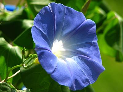 PowerShot S2 IS �ޥ����顼 ���ꥸ�ʥ�