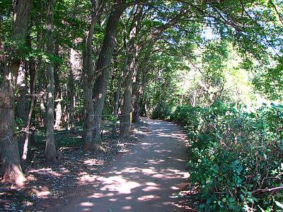 ����������㡼�ѡ������ܤ�����