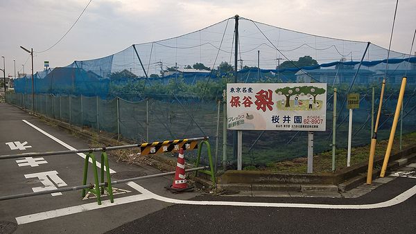 保谷梨