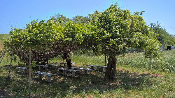 Ļ����¤�ƣê��