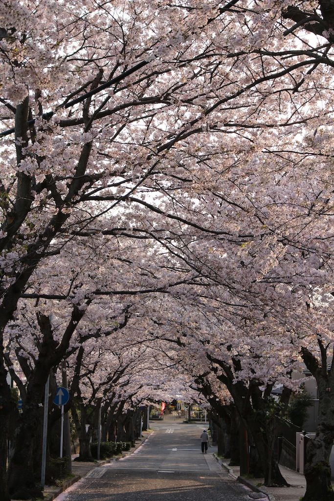 鎌倉逗子ハイランドの桜 鎌倉路地伝い 鎌倉逗子ハイランドの桜 鎌倉路地伝い