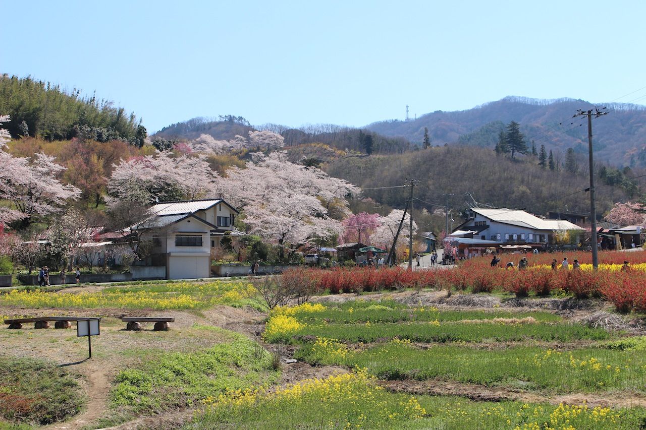 福島の花の名所 花見山公園 鎌倉路地伝い