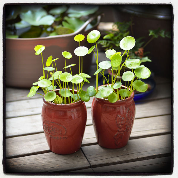 たこめしのマッシュ 睡蓮鉢とメダカ 植物のメモ たこめしのマッシュ 睡蓮鉢とメダカ 植物のメモ