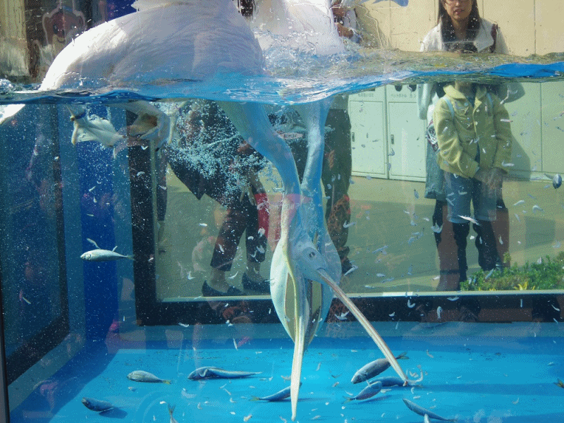 サンシャイン水族館 モモイロペリカンのごはん編 とび と ふく サンシャイン水族館 モモイロペリカンのごはん編 とび と ふく