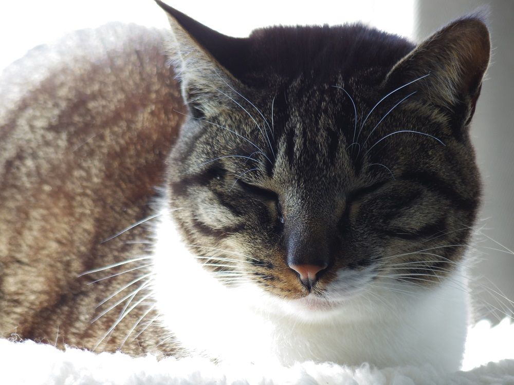 とびと猫風邪 : とび と ふく