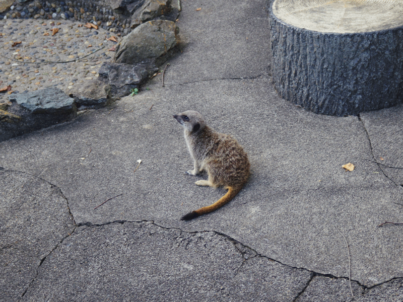 盛岡市動物公園 とび と ふく 盛岡市動物公園 とび と ふく