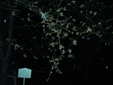 3471918e.jpg