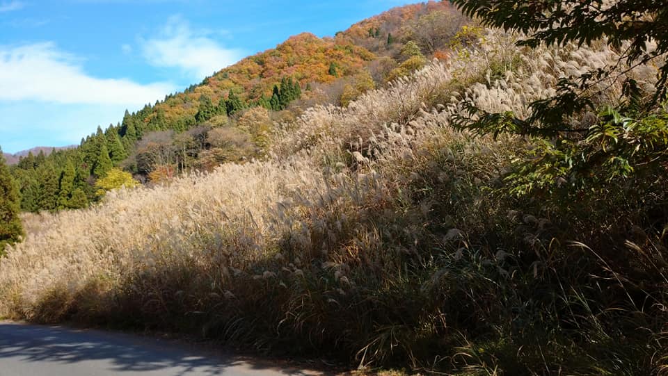 智頭町芦津渓谷の紅葉です Tobu Taxiのblog