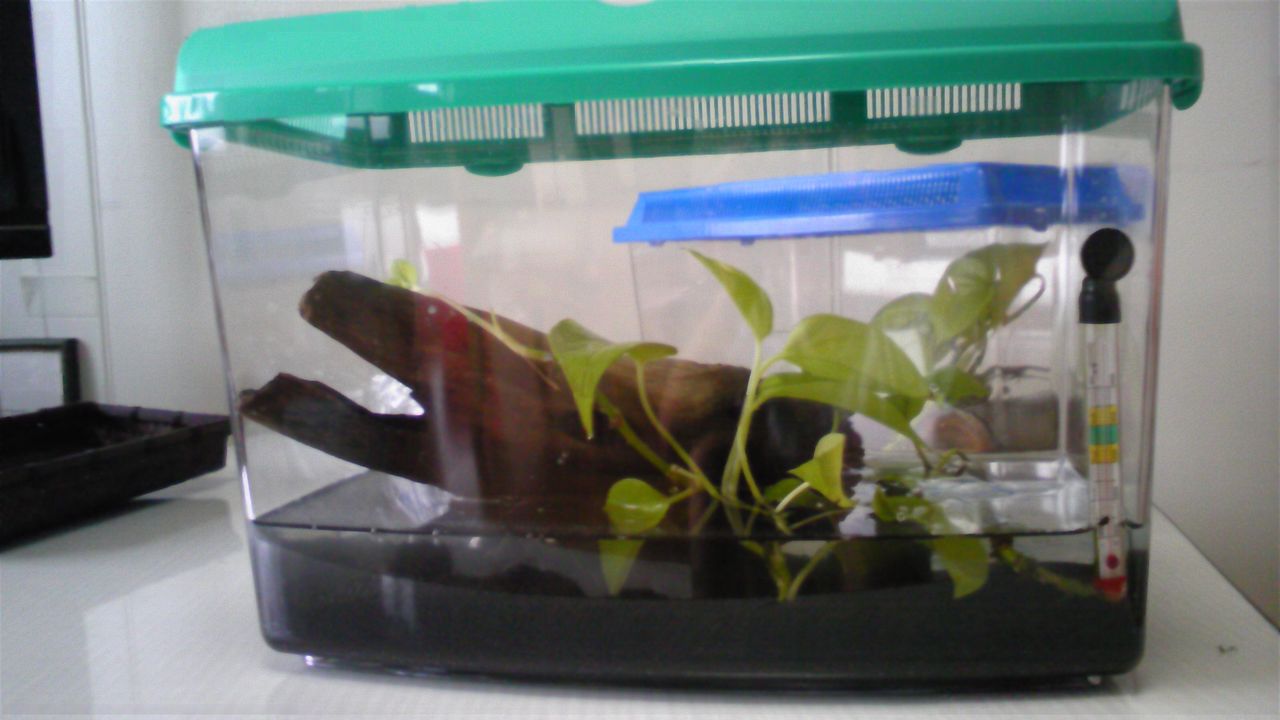 トノサマガエルとイモリ Blog こがっち