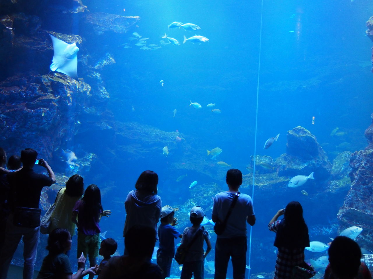観光 京都駅から徒歩圏内 梅小路公園にある京都水族館に子供と行ってきた 就職しないで生きていく 観光 京都駅から徒歩圏内 梅小路公園にある京都水族館に子供と行ってきた 就職しないで生きていく