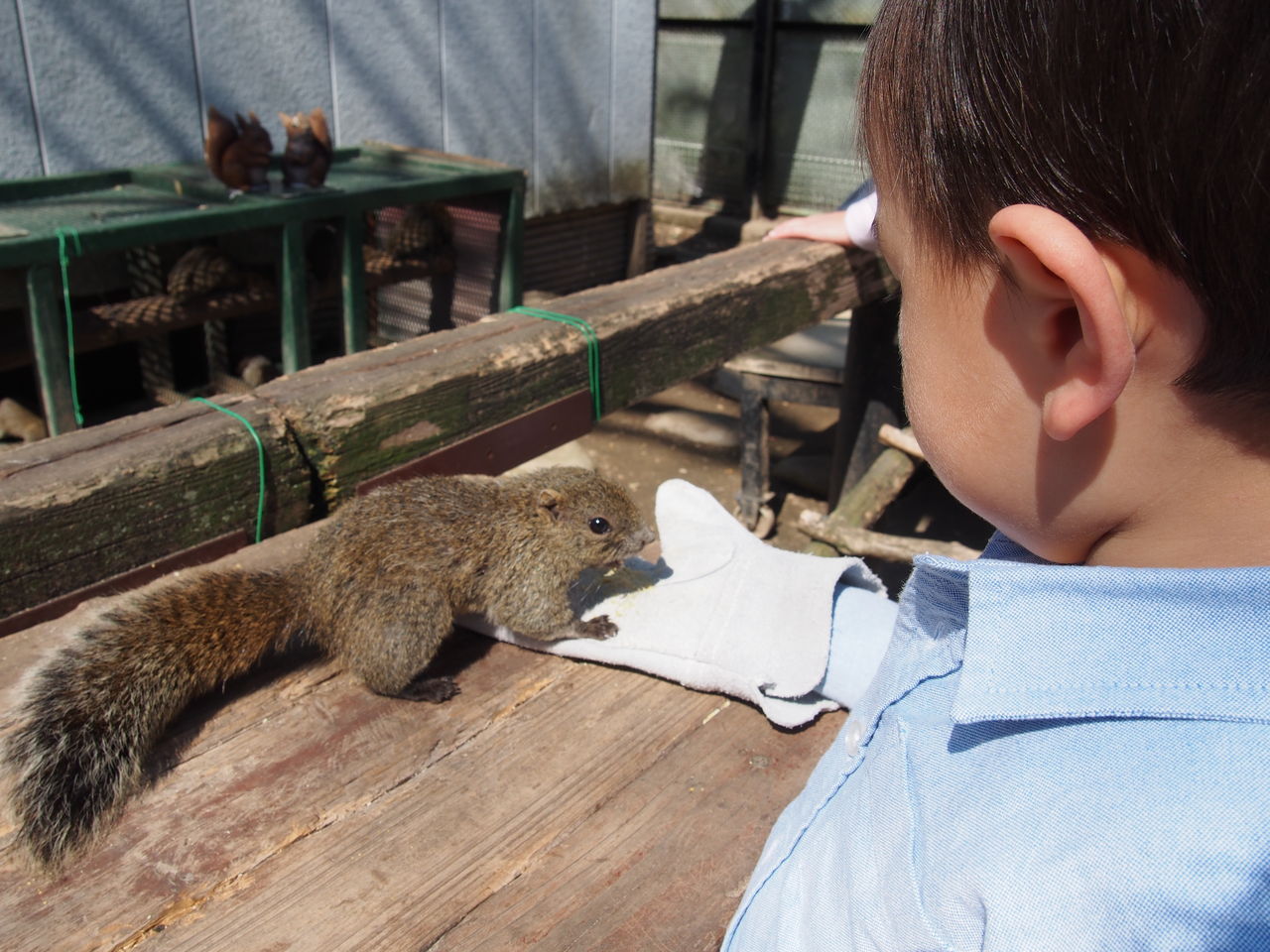 素晴らしい眺めの岐阜城 金華山 でタイワンリスとふれあってきたぞ 就職しないで生きていく