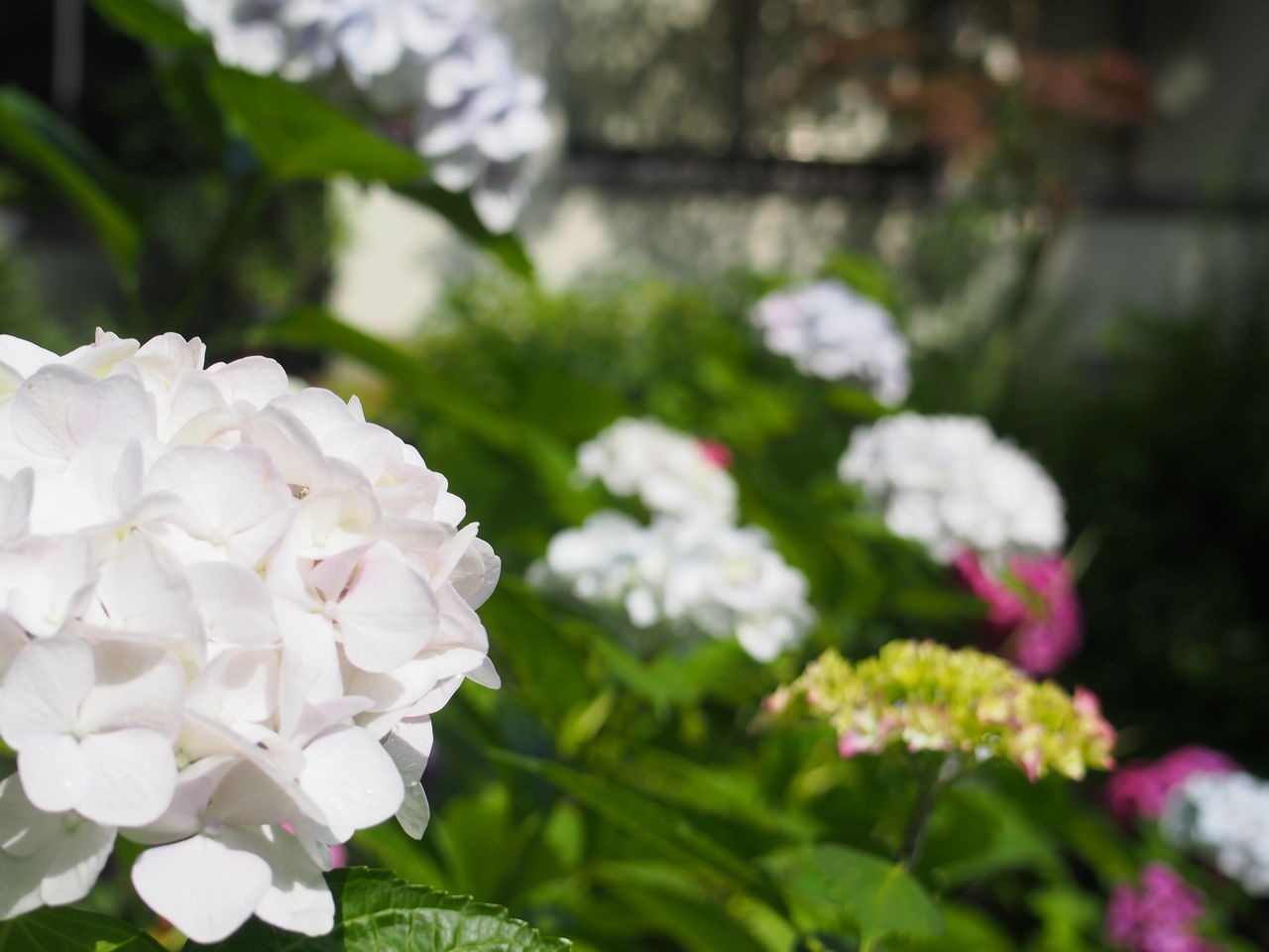 箕面の滝に行くのなら 紫陽花も滝も楽しめる今の季節がおすすめです 就職しないで生きていく