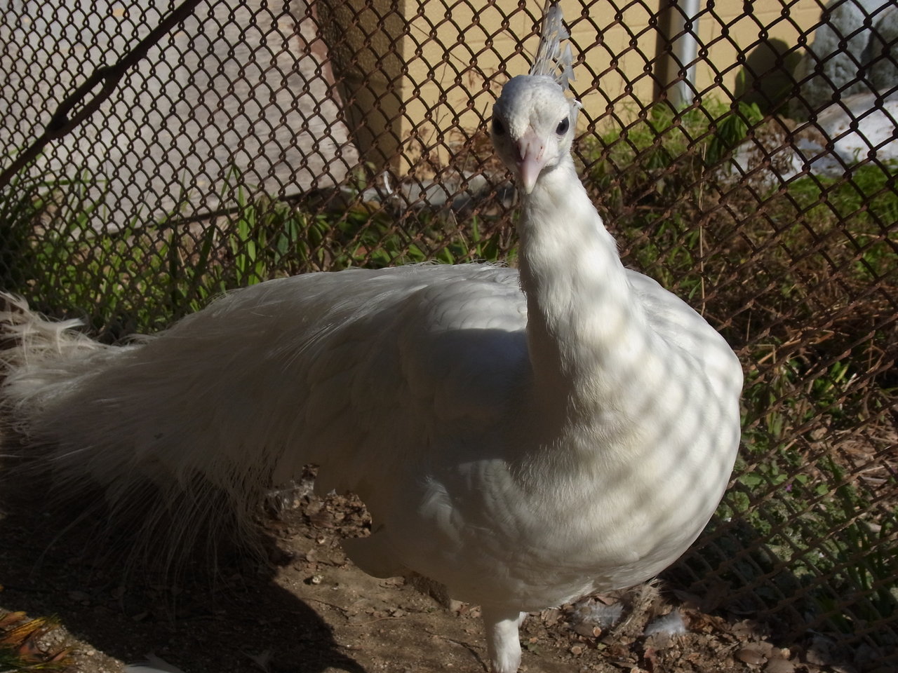 クジャクの引っ越し 動物園の一日