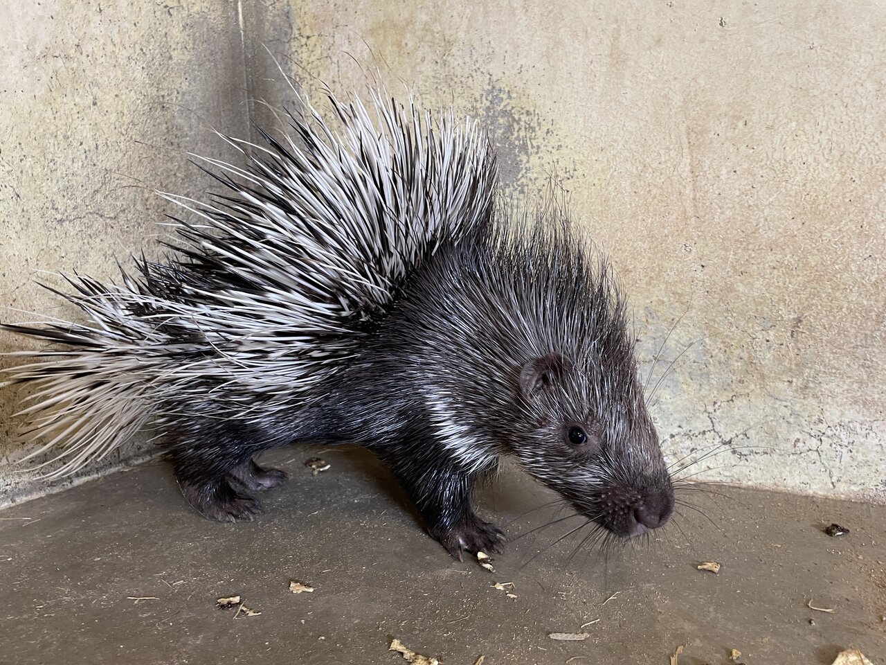 ちびヤマアラシ すくすく成長中 動物園の一日