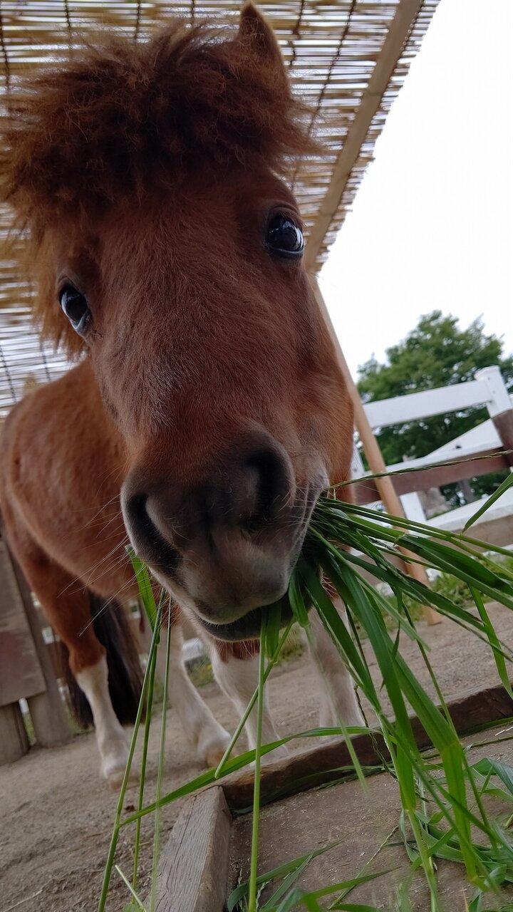 ポニーブログ 動物園の一日