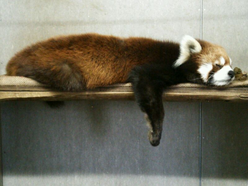 レッサーパンダのチヒロちゃんの寝方について 動物園の一日 レッサーパンダのチヒロちゃんの寝方について 動物園の一日