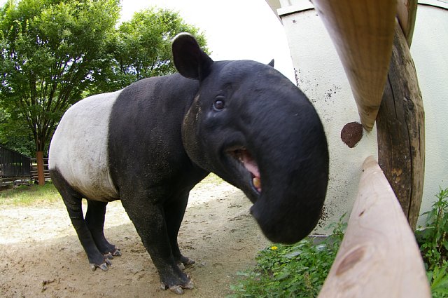 バクの紹介 動物園の一日