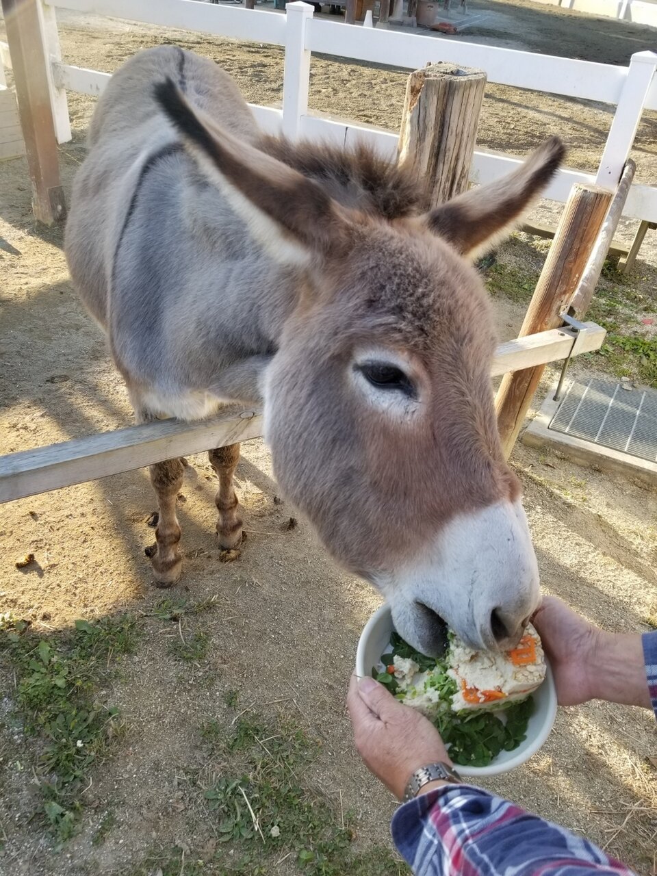 ポニーブログ 動物園の一日