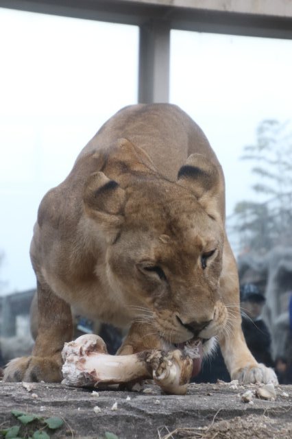 ライオンとホワイトタイガーのクリスマスパーティー 動物園の一日 ライオンとホワイトタイガーのクリスマスパーティー 動物園の一日