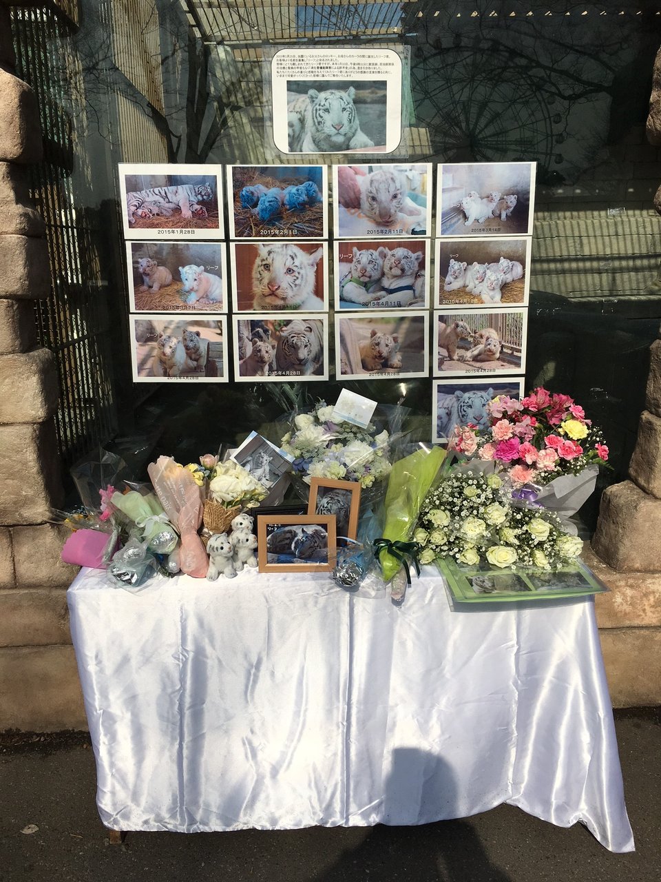 おしらせ 動物園の一日 おしらせ 動物園の一日