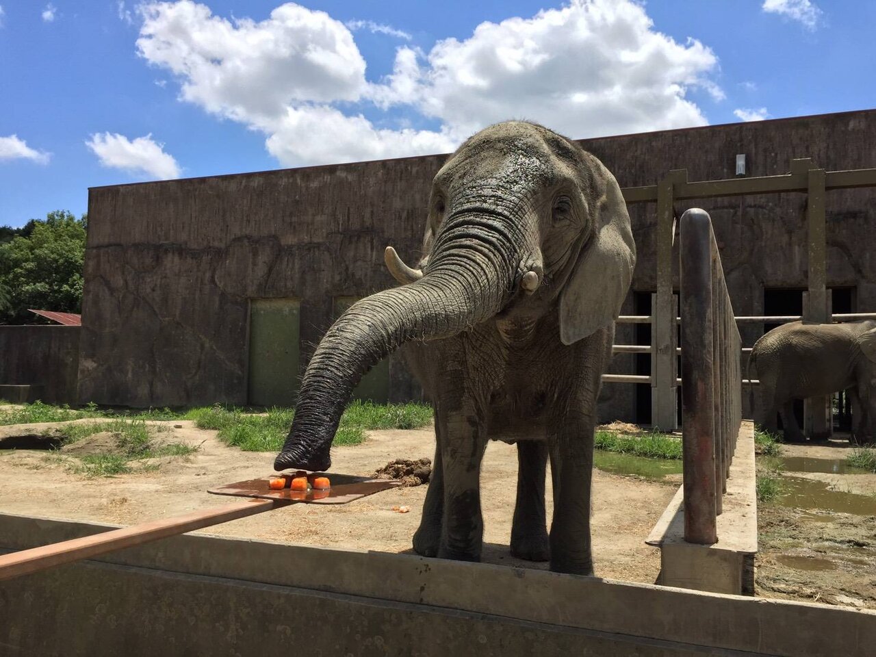 この動物だ れだ 動物園の一日 この動物だ れだ 動物園の一日