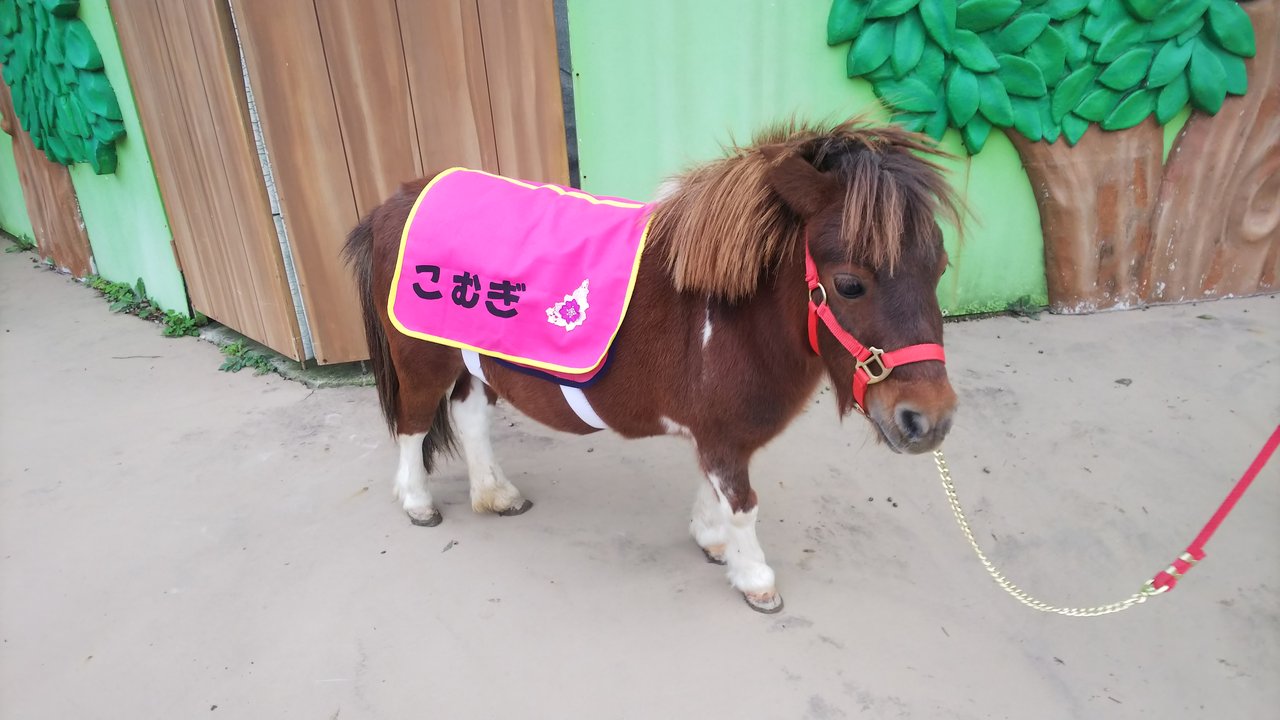 ポニーブログ 動物園の一日