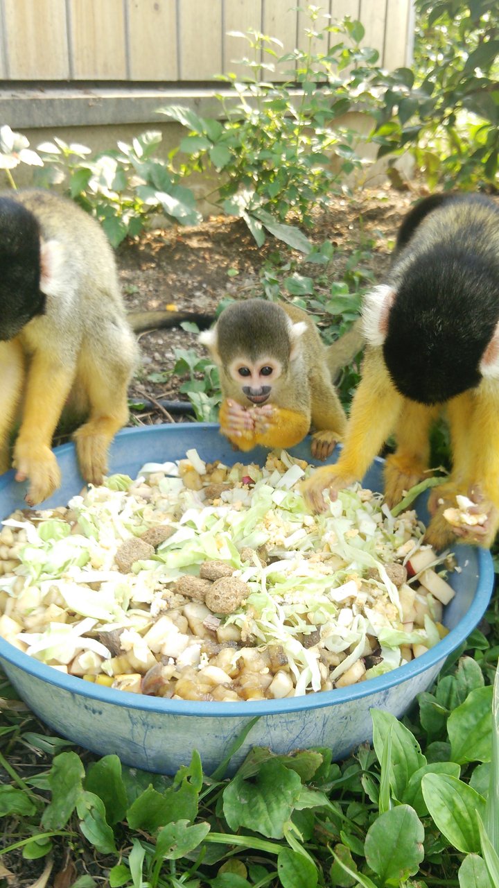 元気に成長中 動物園の一日