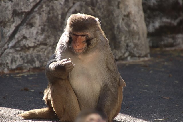 サル山 アカゲザルご紹介 その1 動物園の一日