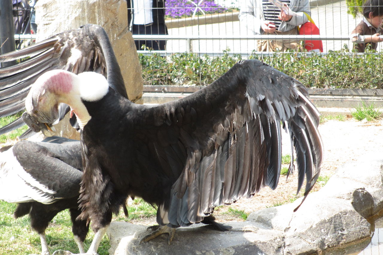 コンドルの顔色 動物園の一日