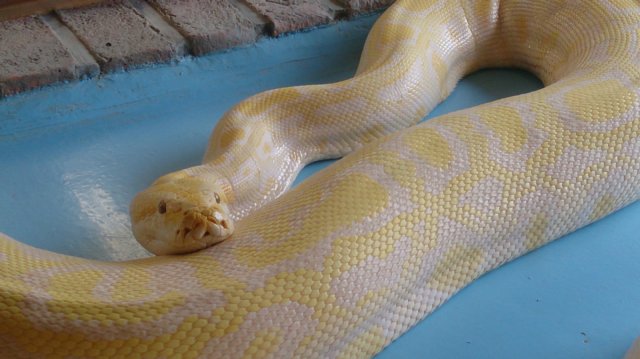 コウくんとフクちゃん 動物園の一日 コウくんとフクちゃん 動物園の一日