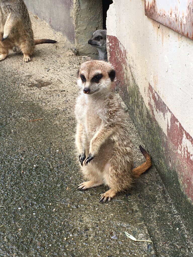 ミーアキャット 動物園の一日 ミーアキャット 動物園の一日
