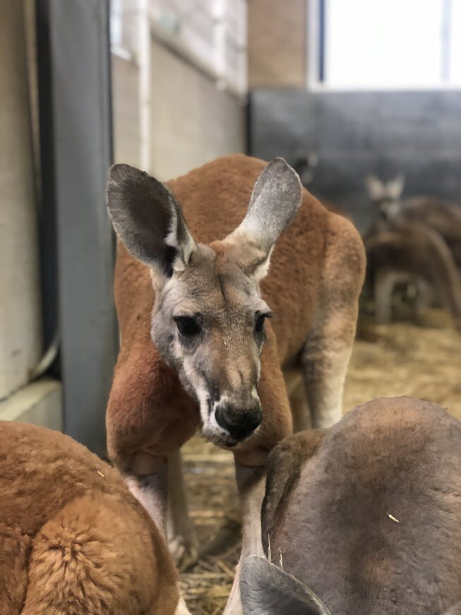 カンガルーステップ 動物園の一日 カンガルーステップ 動物園の一日