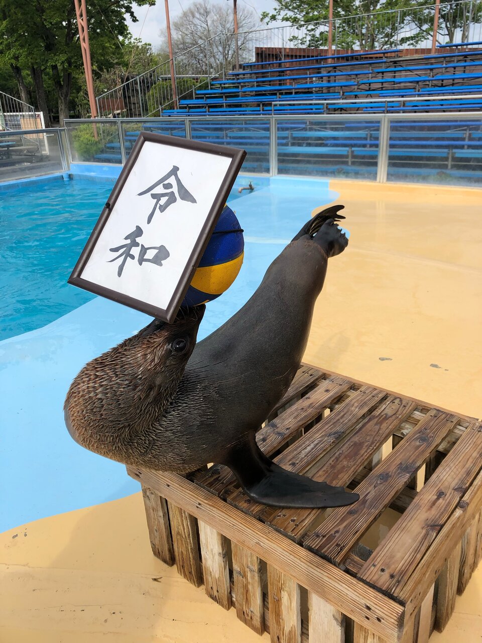 天才オットセイ ムーンちゃん : 動物園の一日