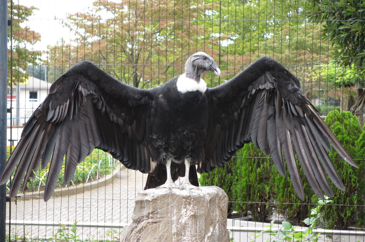 コンドルの顔色 動物園の一日