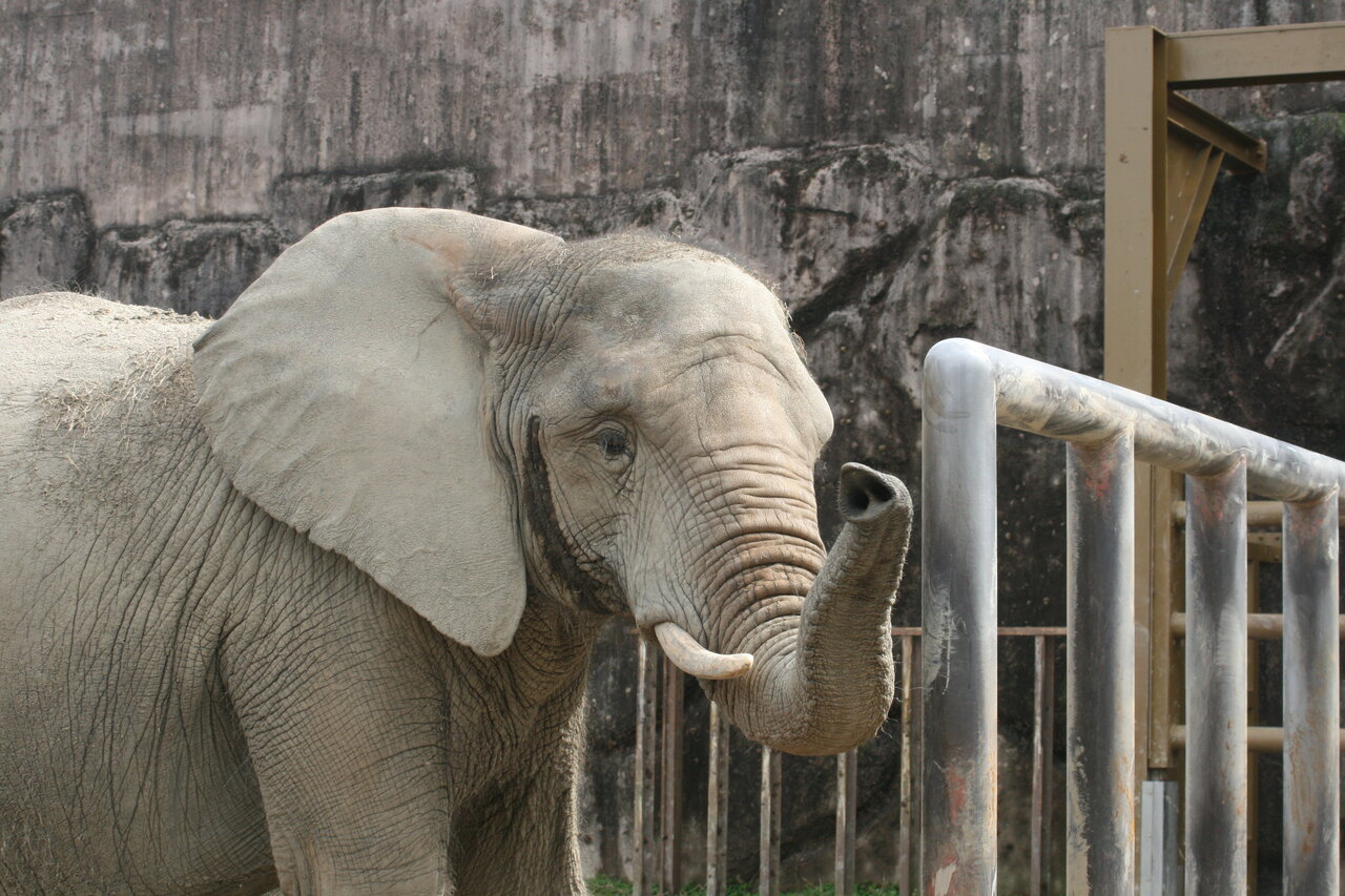 アフリカゾウの担当になって 動物園の一日