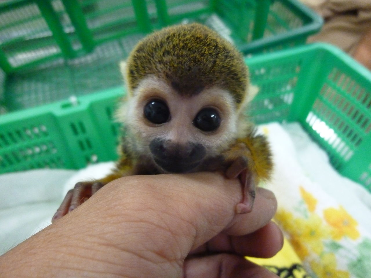 パパになりました 動物園の一日