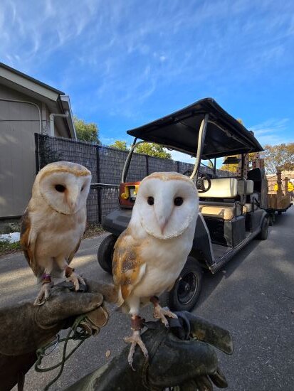 ���ե��ʼ̿�����