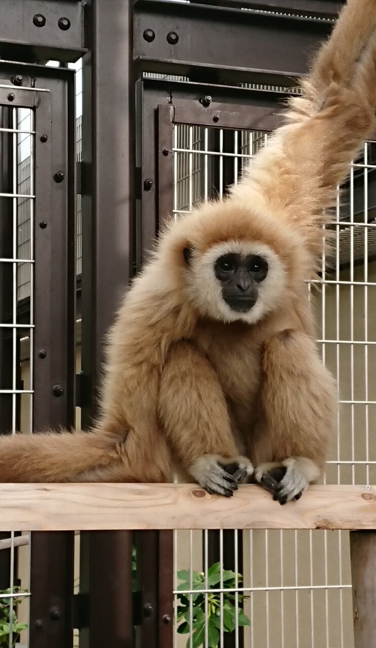 シロテテナガザルのご紹介 動物園の一日 シロテテナガザルのご紹介 動物園の一日