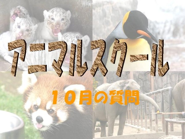 アニマルスクール 10 質問