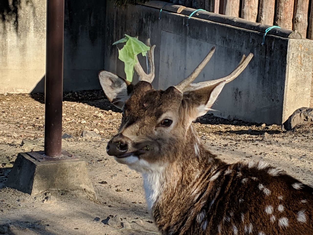 シカの角が落ちました ちょっとショッキングな写真があります 動物園の一日