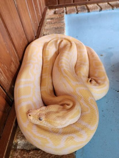 ビルマニシキヘビのコウ君フクちゃん : 動物園の一日