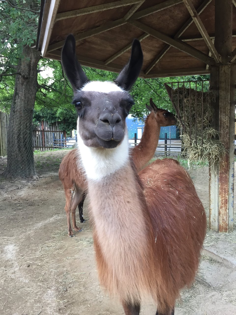 頑張ってます 動物園の一日 頑張ってます 動物園の一日
